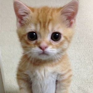 Meet your Posher, Bailey